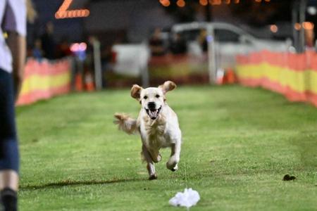 Golden Retriever for sale by BELLALUMA