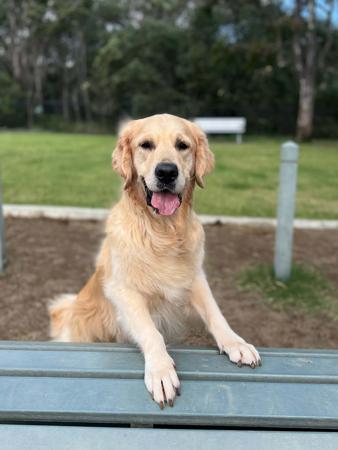 Golden Retriever for sale by BELLALUMA