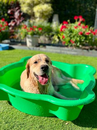 Golden Retriever for sale by BELLALUMA