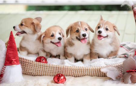 Welsh Corgi (Pembroke) for sale by EYERS