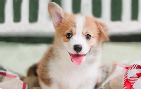 Welsh Corgi (Pembroke) for sale by EYERS
