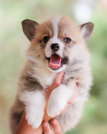Welsh Corgi (Pembroke) for sale by EYERS