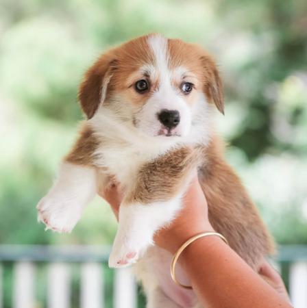 Welsh Corgi (Pembroke) for sale by EYERS