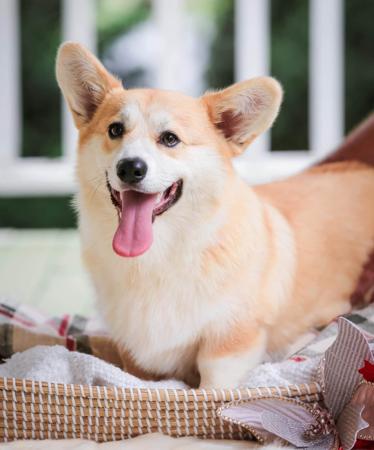 Welsh Corgi (Pembroke) for sale by EYERS