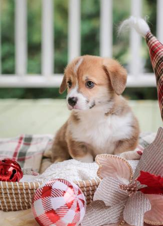 Welsh Corgi (Pembroke) for sale by EYERS