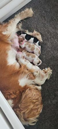 Cavalier King Charles Spaniel puppy for sale by CAVALISCIOUS