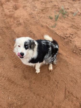 Border Collie puppy for sale by COUNTRYSOL