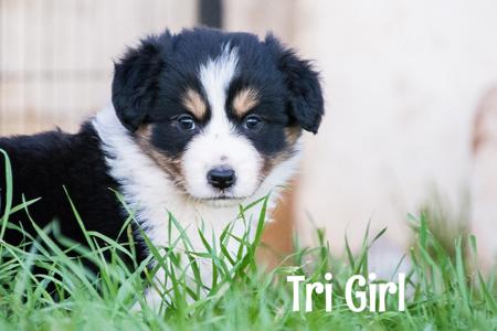 Border Collie puppy for sale by COUNTRYSOL
