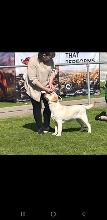 Labrador Retriever for sale by RIVERLILLIE