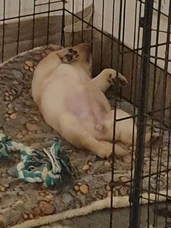 Labrador Retriever for sale by RIVERLILLIE