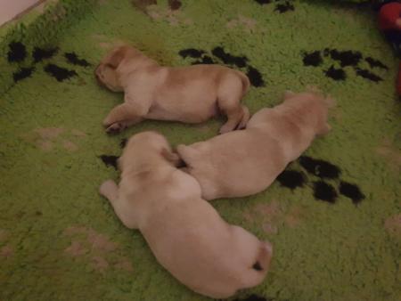 Labrador Retriever for sale by RIVERLILLIE