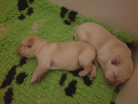Labrador Retriever for sale by RIVERLILLIE