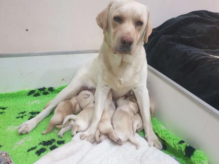 Labrador Retriever for sale by RIVERLILLIE