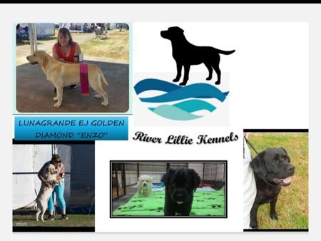 Labrador Retriever for sale by RIVERLILLIE1