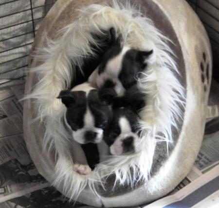 Boston Terrier for sale by DIMADAL