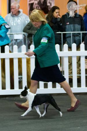 Boston Terrier for sale by DIMADAL