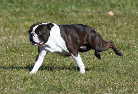 Boston Terrier for sale by DIMADAL
