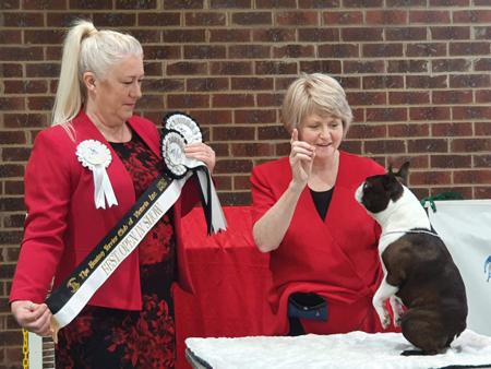 Boston Terrier for sale by DIMADAL