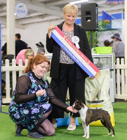 Boston Terrier for sale by DIMADAL