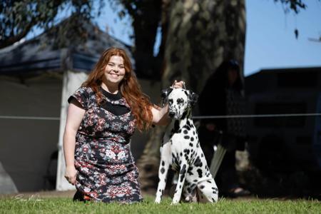 Dalmatian for sale by DIMADAL