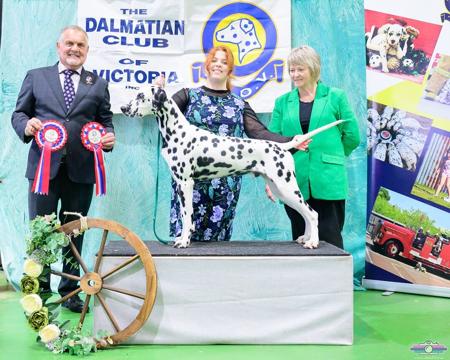 Dalmatian for sale by DIMADAL