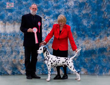 Dalmatian for sale by DIMADAL