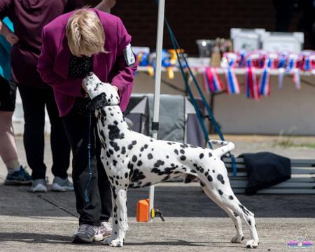 Dalmatian for sale by DIMADAL