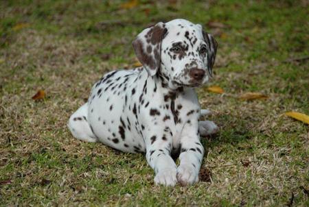 Dalmatian for sale by DIMADAL