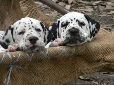 Dalmatian for sale by DIMADAL