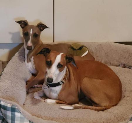 Italian Greyhound for sale by DIMADAL