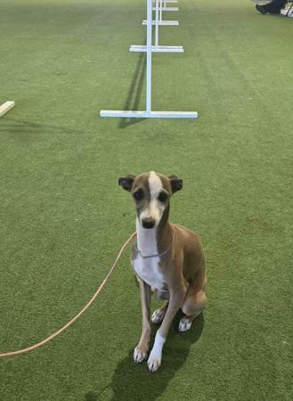 Italian Greyhound for sale by DIMADAL