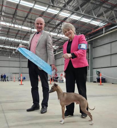 Italian Greyhound for sale by DIMADAL