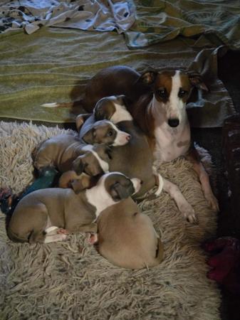Italian Greyhound for sale by DIMADAL