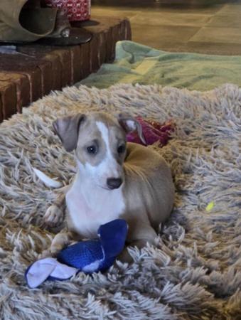Italian Greyhound for sale by DIMADAL