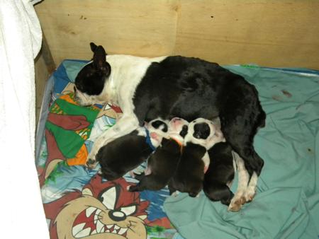 Boston Terrier for sale by DIMADAL