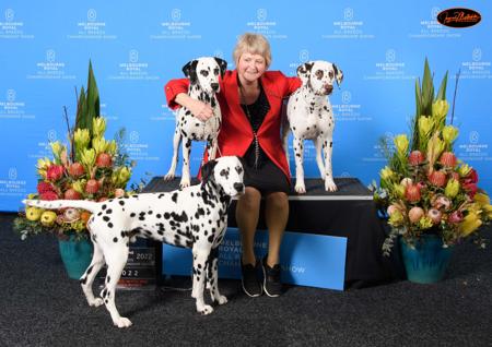 Dalmatian for sale by DIMADAL