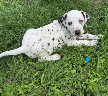 Dalmatian puppy for sale by DIMADAL