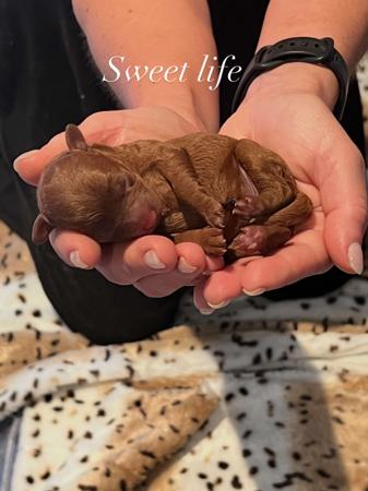 Poodle (Toy) puppy for sale by REDMAJESTIC