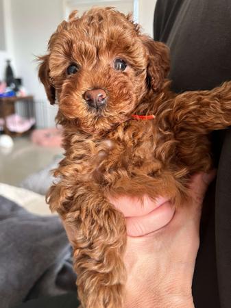 Poodle (Toy) puppy for sale by REDMAJESTIC