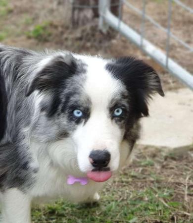 Border Collie for sale by RUFFNFLUFF