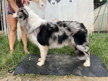 Border Collie for sale by RUFFNFLUFF