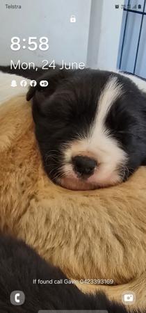 Border Collie for sale by RUFFNFLUFF