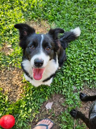Border Collie for sale by RUFFNFLUFF