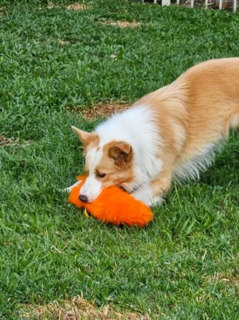 Border Collie for sale by RUFFNFLUFF