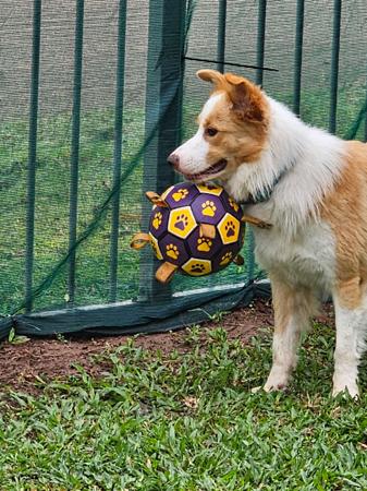 Border Collie for sale by RUFFNFLUFF