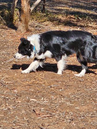 Border Collie for sale by RUFFNFLUFF
