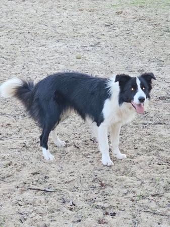Border Collie puppy for sale by RUFFNFLUFF