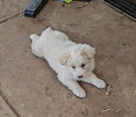 Border Collie puppy for sale by RUFFNFLUFF