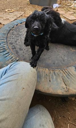 Poodle (Toy) puppy for sale by RUFFNFLUFF