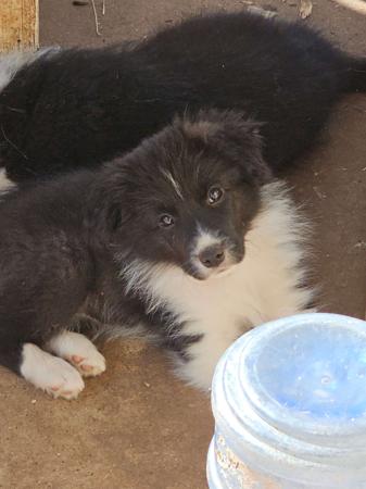 Border Collie puppy for sale by RUFFNFLUFF